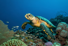 Avanços da Preservação de Tartarugas Marinhas Inspiram Esperança na Conservação Oceânica