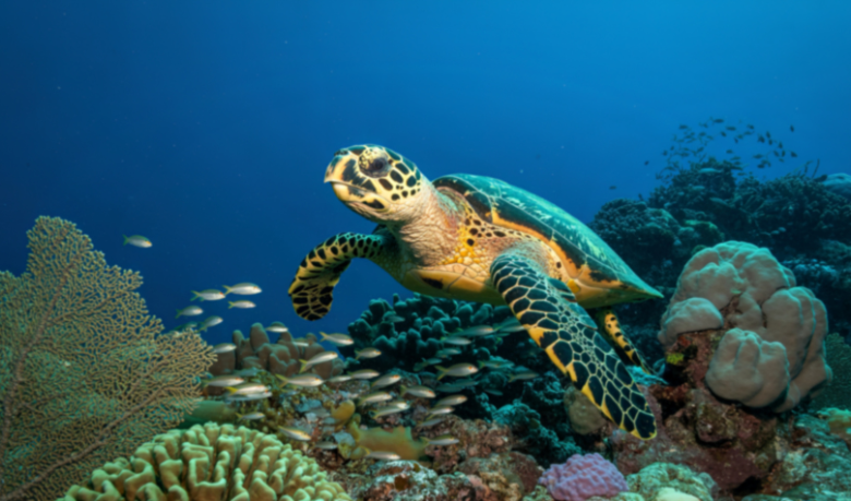Avanços da Preservação de Tartarugas Marinhas Inspiram Esperança na Conservação Oceânica